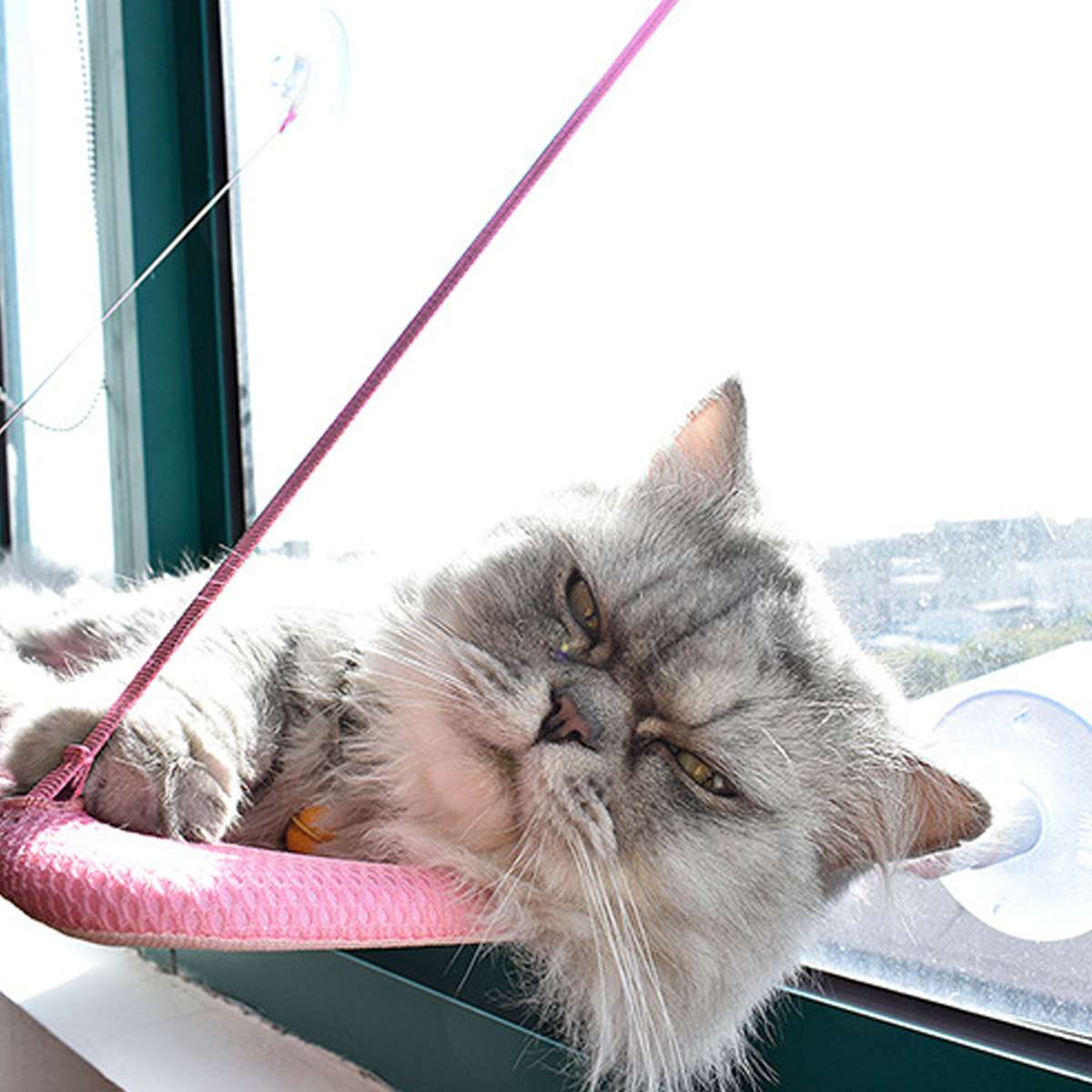 Hamac Fenêtre Chat avec Ventouses - Lit Suspendu Respirant 53x32cm