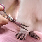 Ciseaux de Toilettage Professionnels pour Chien Chat - Kit Complet avec Peigne