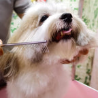 Ciseaux de Toilettage Professionnels pour Chien Chat - Kit Complet avec Peigne