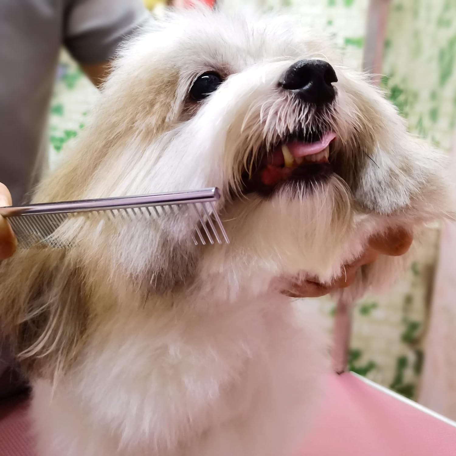 Ciseaux de Toilettage Professionnels pour Chien Chat - Kit Complet avec Peigne
